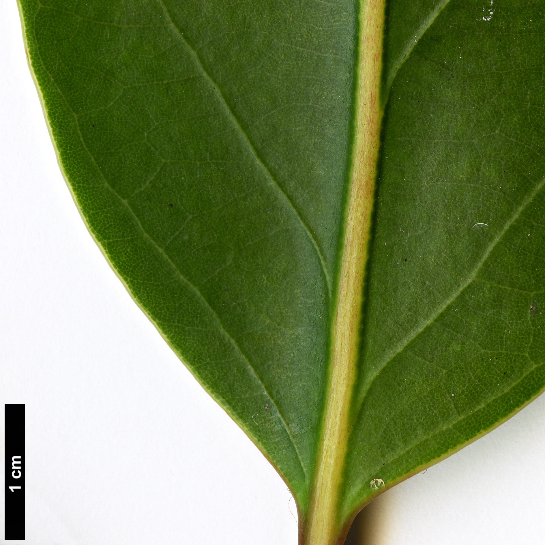 High resolution image: Family: Lauraceae - Genus: Alseodaphne - Taxon: cfr. utillis